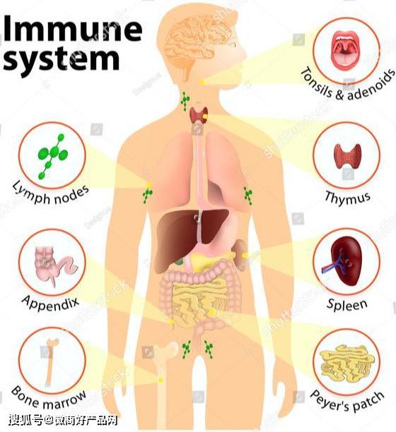 自然疗法提升免疫力