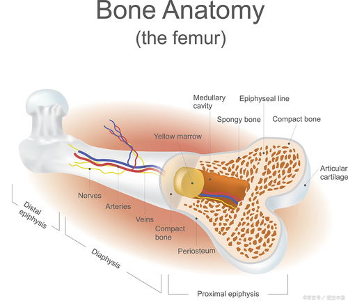 骨骼保养的重要性是什么
