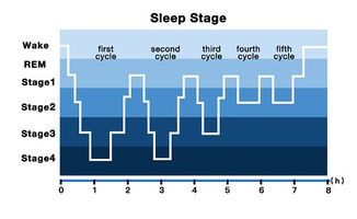 睡眠周期包含什么阶段