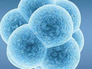 白细胞高免疫系统强大