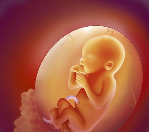营养对胎儿发育的作用有哪些