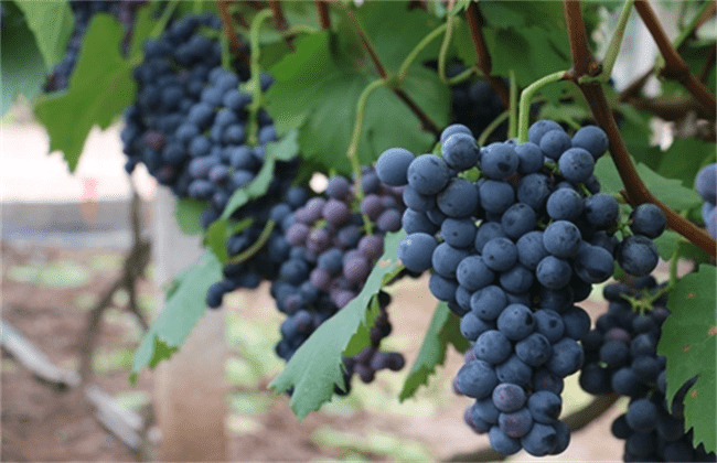 葡萄是几月份种植 什么时候种葡萄最好在几月